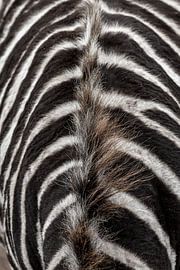 Zebrakurve von Alien Waaijman