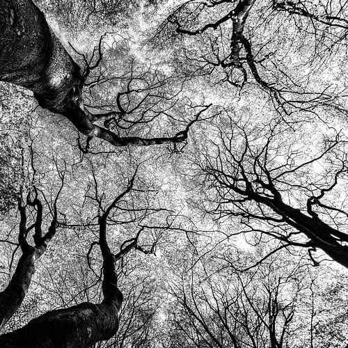 Boomtoppen in zwartwit