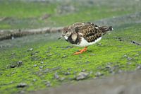 Steenloper op groen bemoste stenen