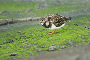 Steenloper op groen bemoste stenen
