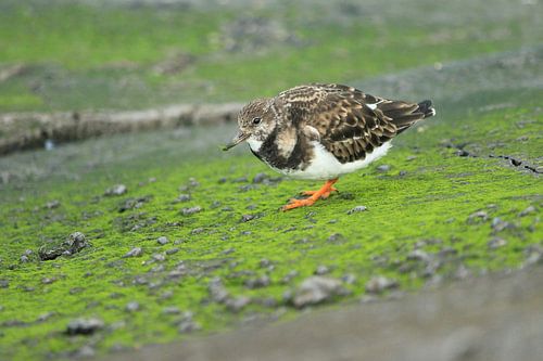 Schwarzkehlchen auf grünen, moosbewachsenen Steinen