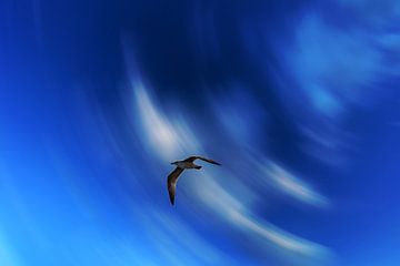 Kroatië : Eiland Ugljan - Preko