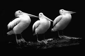 Pelican trio in zwart-wit portret