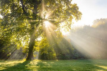 Herbst im Dieskauer Park von Martin Wasilewski