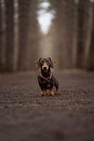 Theo The Dachshund Mystery Forest