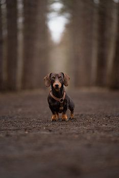 Theo Der Dackel Geheimnisvoller Wald