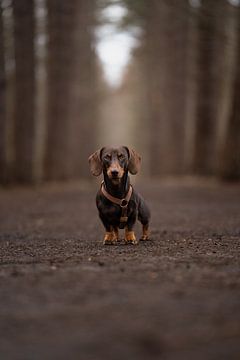 Theo The Dachshund Mystery Forest