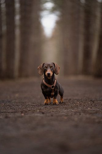 Theo Der Dackel Geheimnisvoller Wald