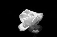 Rose in Schwarz und Weiß mit schwarzem Hintergrund von W J Kok Miniaturansicht