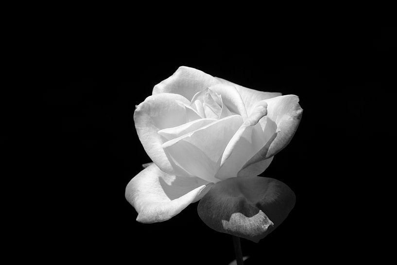Rose in Schwarz und Weiß mit schwarzem Hintergrund von W J Kok