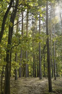 Im Wald