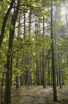 In het bos