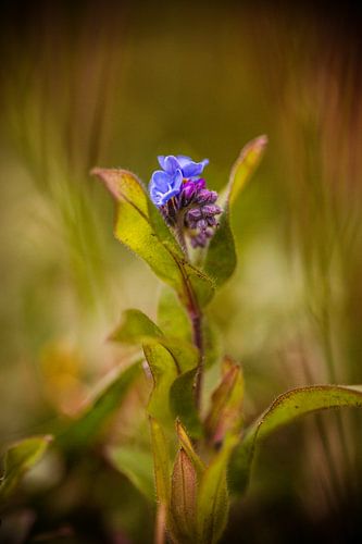 blauwe bloem als schilderij gefotografeerd 