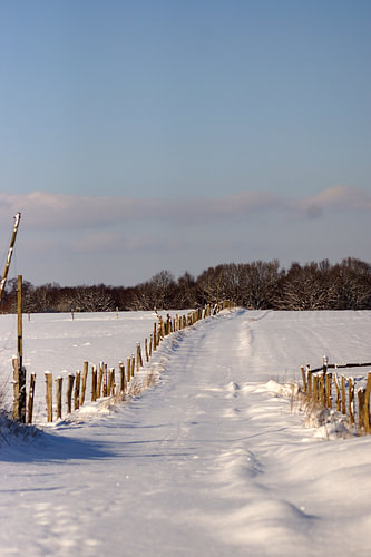 A snow-covered dirt track in winter – a pasture fence under a blue sky