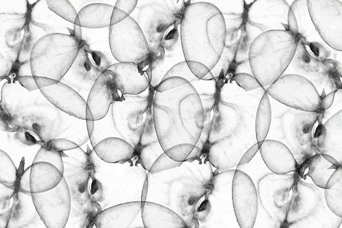 Fruit: schijfjes van appel