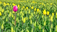 Tulipe rouge dans un champ de tulipes jaunes par eric van der eijk Aperçu