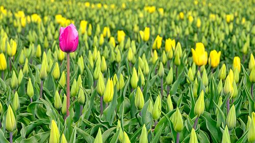 Rote Tulpe in einem gelben Tulpenfeld