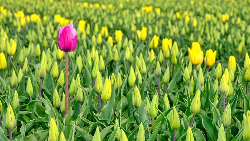 Rote Tulpe in einem gelben Tulpenfeld von eric van der eijk