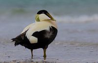 Eider duck