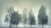 Park bomen 