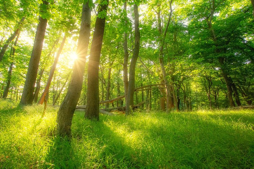 Grüner Sommer Sonnen Wald von Oliver Henze