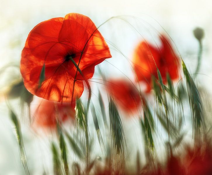 coquelicot par patrick verweire