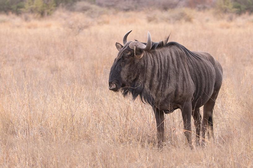 Blue wildebeest by Kars Klein Wolterink