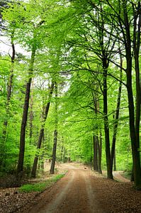 Hêtre en vert printemps