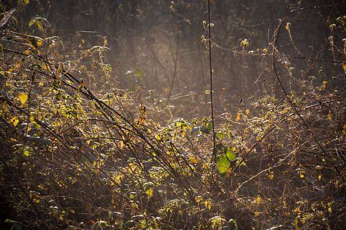 Des fils filés et des corbeaux dans la brume et la lumière du matin.