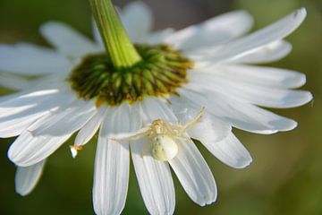 Araignée de crabe blanche sur le dessous d'une marguerite Limbourg du Sud Pays-Bas sur My Footprints