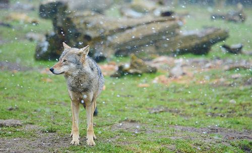 Wolf in een sneeuwbui