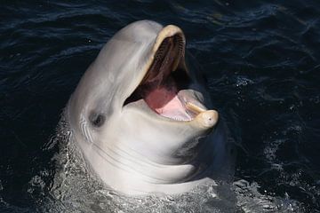 Tuimelaar (Tursiops truncatus) van Ronald Pol