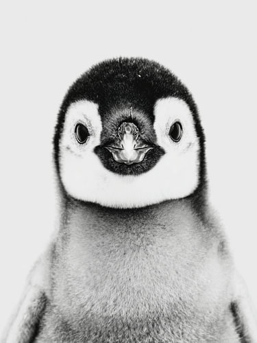 Pinguinbaby – Tierkunst in Schwarzweiß