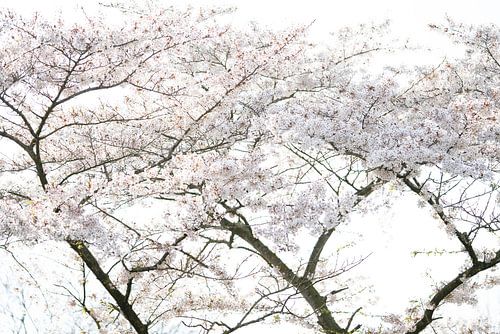 Bloesem als een Waaier. Japan.