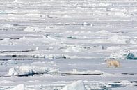 Polar Bear walking on the drift ice by Beschermingswerk voor aan uw muur thumbnail