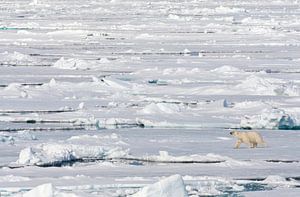 Ours polaire marchant sur la glace flottante sur Beschermingswerk voor aan uw muur