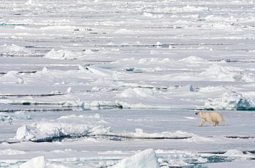Polar Bear walking on the drift ice by Beschermingswerk voor aan uw muur