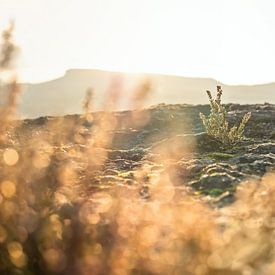 Zirkelstein, Saksisch Zwitserland - Heide en Zschirnsteine van Pixelwerk