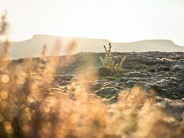 Zirkelstein, Saksisch Zwitserland - Heide en Zschirnsteine van Pixelwerk