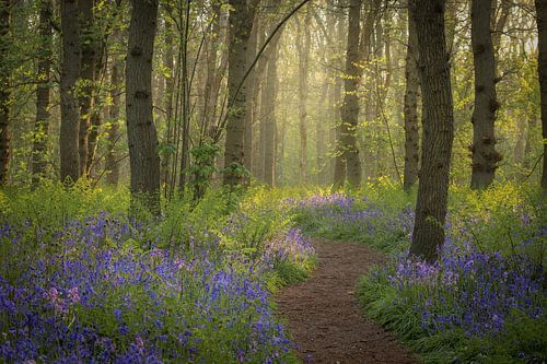 Fairytale forest with wood hyacinths