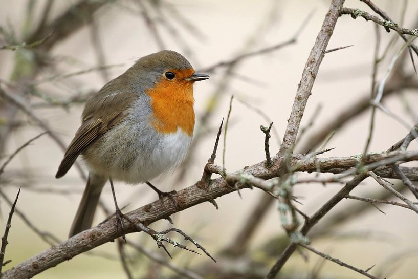 Portrait of an European Robin by Ronald Pol