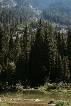 Elche im Grand-Teton-Nationalpark (USA) von Get Framed Photography