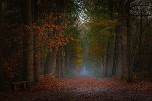 Waldweg an einem nebligen Herbstmorgen