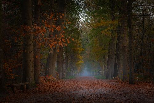 Piste forestière par une matinée brumeuse en automne