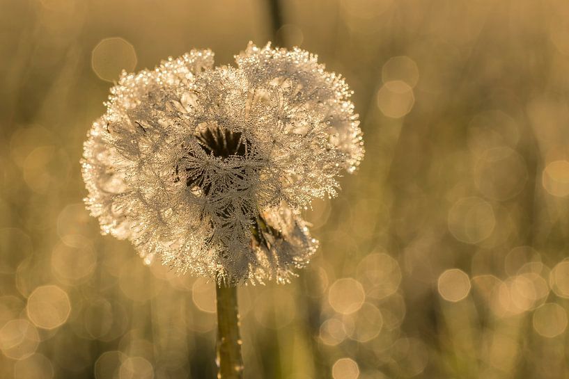 Golden dandelion by Ilya Korzelius