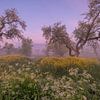 A dream spot....oude standard fruit trees among oilseed rape (Herik) and cow parsley by Moetwil en van Dijk - Fotografie