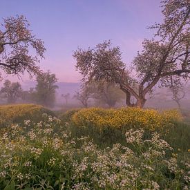 Un spot de rêve....oude arbres fruitiers standard parmi le colza (Herik) et le persil des vaches sur Moetwil en van Dijk - Fotografie