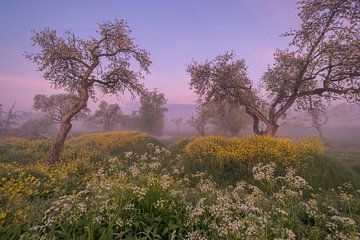 Ein Traumfleck....oude Standard-Obstbäume zwischen Raps (Herik) und Kuh-Petersilie von Moetwil en van Dijk - Fotografie