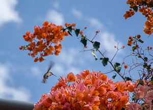 der Kolibri im Flug