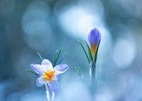 crocuses